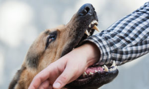 How Brannon & Brannon Can Help After a Dog Bite in Fort Walton Beach