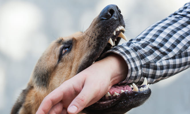 Fort Walton Beach Dog Bite Lawyer | Brannon & Brannon