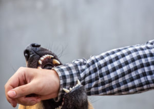 How Brannon & Brannon Can Help After a Dog Bite in Destin